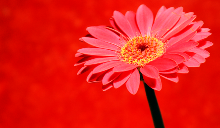 Lifestyle - Gerbera