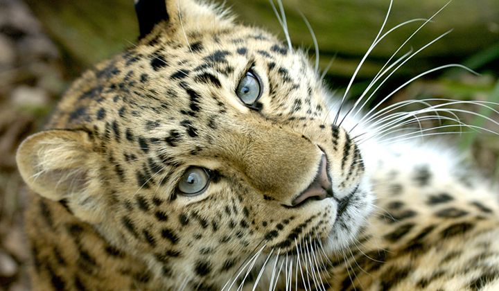 Wildlife Library - Leopard